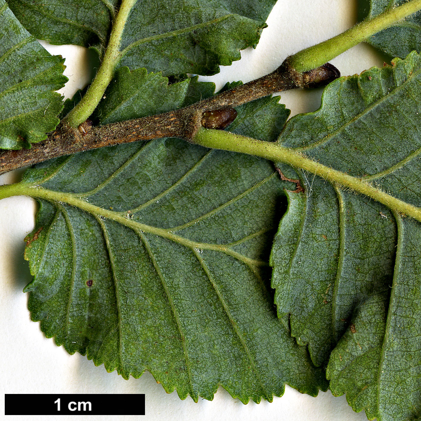 High resolution image: Family: Nothofagaceae - Genus: Nothofagus - Taxon: ×leonii (N.glauca × N.obliqua)